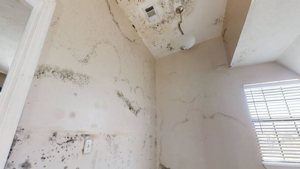Best Attic Mold Removal  in Boca Raton, FL