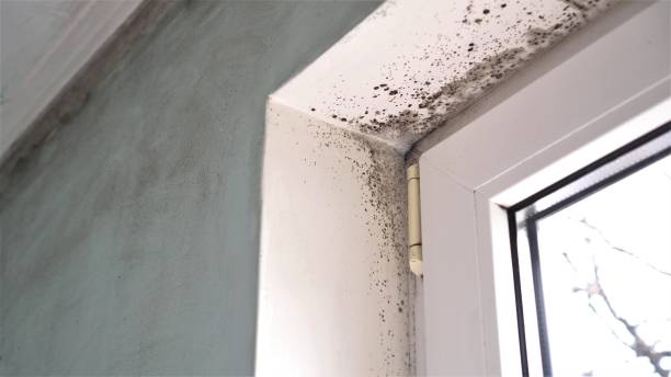 Mold Remediation for Vacation Homes in Boca Raton, FL