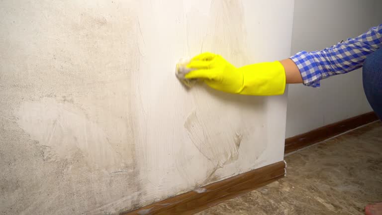 Trusted Boca Raton, FL Mold Removal Experts