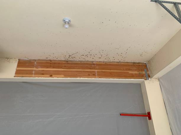 Best Mold Remediation for Healthcare Facilities  in Boca Raton, FL