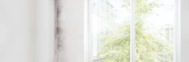 Best Comprehensive Air Testing for Mold Contaminants  in Boca Raton, FL