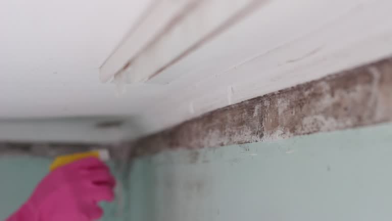 Mold Remediation for Vacation Homes in Boca Raton, FL
