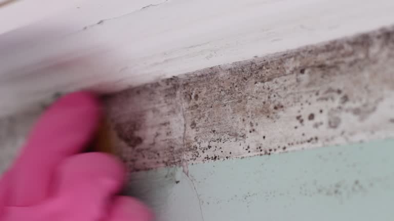 Best Post-Construction Mold Inspection  in Boca Raton, FL